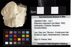 Foto (Objket + Etiketten) von Pithonoton marginatum (von Meyer, 1842) 